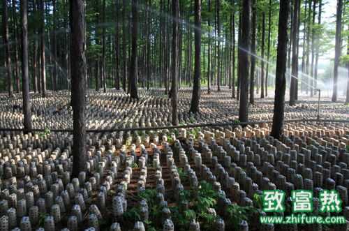 最新黑木耳科學高產種植栽培技術