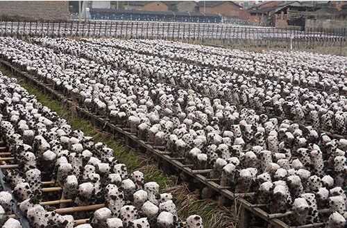 人工栽培黑木耳的工藝流程及注意事項