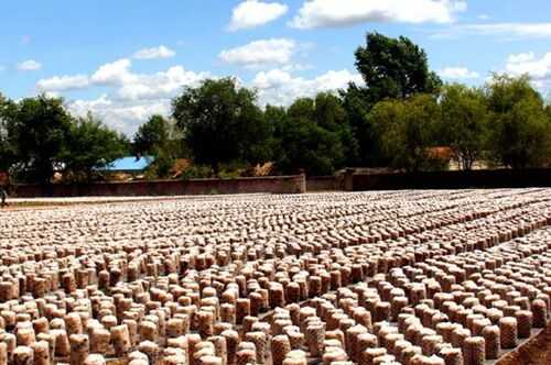 黑木耳發(fā)菌管理的技術要點