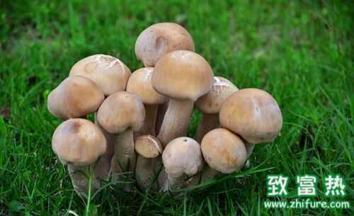 蘑菇功效與作用及食用禁忌，蘑菇營養價值