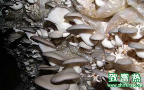 蘑菇菇房及菇床的設計