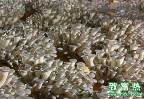 蘑菇種植過程中培養料的配制方法