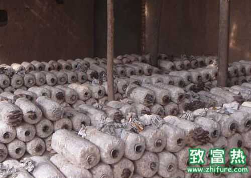 蘑菇在生長中遇到問題的補救措施及方法