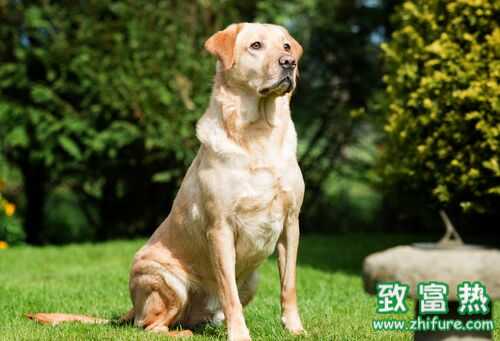 2016養寵物狗錢嗎？2016寵物狗養殖前景及市場價格行情分析