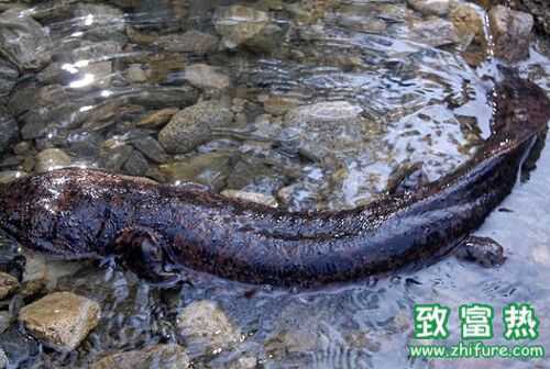 2016養娃娃魚錢嗎？2016娃娃魚養殖前景及市場價格行情分析