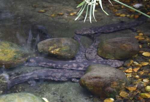 2016養娃娃魚錢嗎？