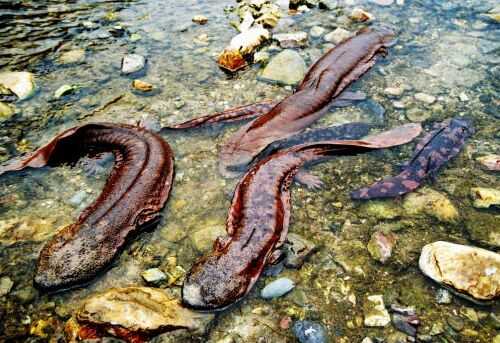 2016娃娃魚養殖前景及市場價格行情分析