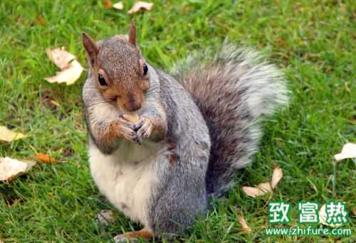 2016養松鼠錢嗎？2016松鼠養殖前景及市場價格行情分析