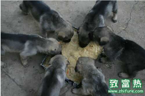 2016養肉狗賺錢嗎？2016肉狗養殖前景及市場價格行情分析