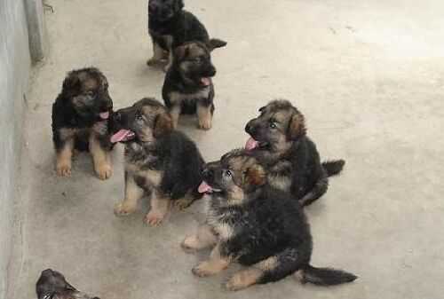 2016養(yǎng)肉狗賺錢嗎？