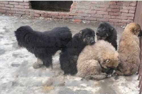 2016肉狗養(yǎng)殖前景及市場價格行情分析