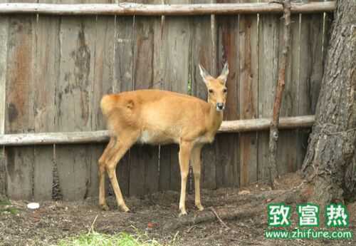 2016養(yǎng)狍子賺錢嗎？2016狍子養(yǎng)殖前景及市場(chǎng)價(jià)格行情分析