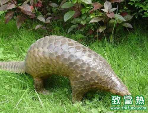 2016養(yǎng)穿山甲賺錢嗎？2016穿山甲養(yǎng)殖前景及市場(chǎng)價(jià)格行情分析