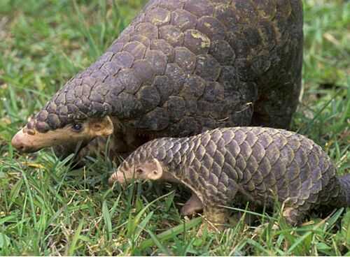 2016養穿山甲賺錢嗎?