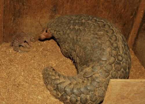 2016穿山甲養殖前景及市場價格行情分析