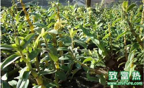 鐵皮石斛市場混亂促使價格大跌