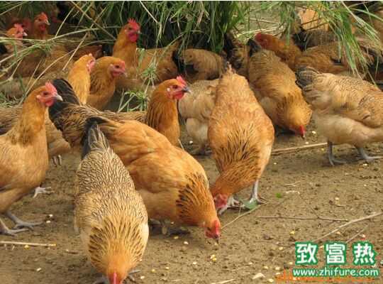 2016在老家養(yǎng)土雞有效益嗎?