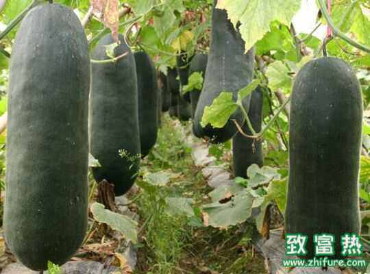 最新科學冬瓜種植技術