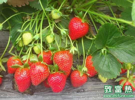 最新草莓科學(xué)種植技術(shù)