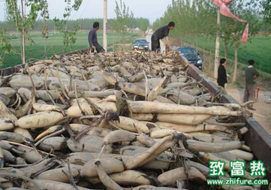 最新淺水藕栽培技術