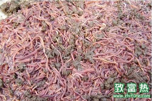 養雞場需要養大量蚯蚓來給雞吃？蚯蚓怎么養??？
