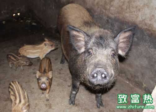 2016養(yǎng)野豬賺錢嗎？2016野豬養(yǎng)殖前景及市場(chǎng)價(jià)格行情分析
