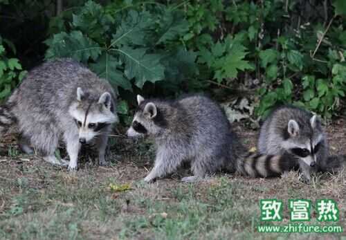 2016養果子貍賺錢嗎？2016果子貍養殖前景及市場價格行情分析