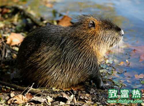 2016養海貍鼠賺錢嗎?2016海貍鼠養殖前景及市場價格行情分析