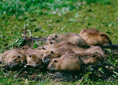 2016養海貍鼠賺錢嗎？