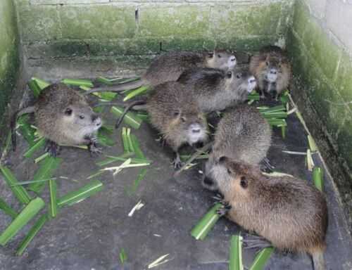 2016海貍鼠養殖前景及市場價格行情分析