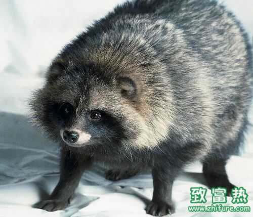 2016養貉子賺錢嗎?2016貉子養殖前景及市場價格行情分析