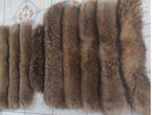 2016養貉子賺錢嗎？