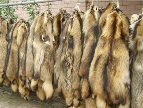 2016貉子養殖前景及市場價格行情分析