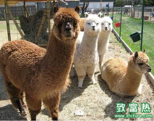 2016養羊駝賺錢嗎？2016羊駝養殖前景及市場價格行情分析