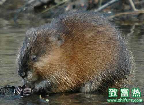 2016養麝香鼠賺錢嗎？2016麝香鼠養殖前景及市場價格行情分析