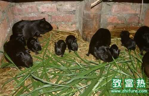 2016養黑豚賺錢嗎？2016黑豚養殖前景及市場價格行情分析