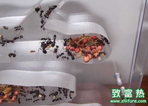 2016養(yǎng)螞蟻賺錢嗎？2016螞蟻養(yǎng)殖前景及市場(chǎng)價(jià)格行情分析