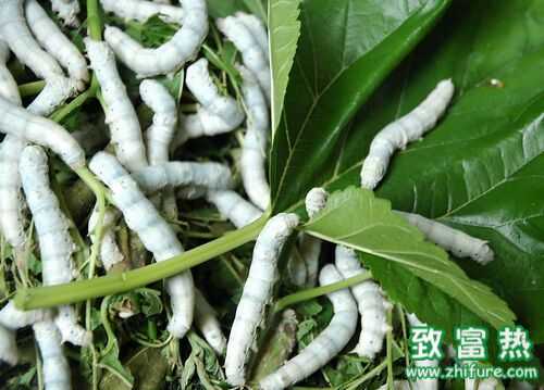 2016養(yǎng)蠶賺錢(qián)嗎?2016養(yǎng)蠶前景及市場(chǎng)價(jià)格行情分析