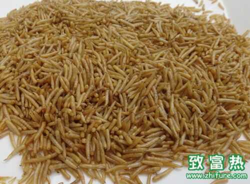 2016養(yǎng)蠅蛆賺錢嗎?2016蠅蛆養(yǎng)殖前景及市場價(jià)格行情分析