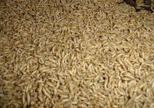 2016養(yǎng)蠅蛆賺錢(qián)嗎?