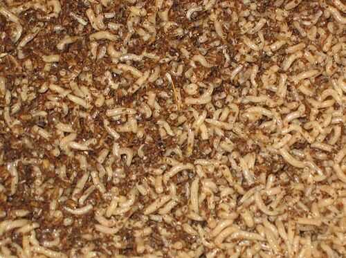 2016蠅蛆養(yǎng)殖前景及市場(chǎng)價(jià)格行情分析