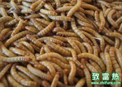 2016養黃粉蟲賺錢嗎？2016黃粉蟲養殖前景及市場價格行情分析