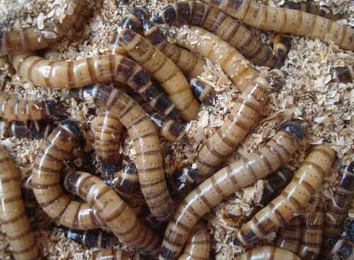 2016養黃粉蟲賺錢嗎？