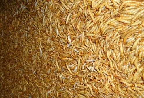 2016黃粉蟲養殖前景及市場價格行情分析