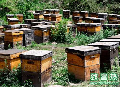 2016養(yǎng)蜂賺錢嗎？2016養(yǎng)蜂前景及市場價(jià)格行情分析