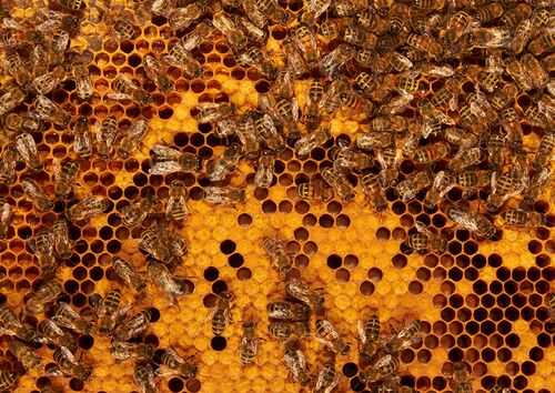 2016養(yǎng)蜂賺錢嗎？