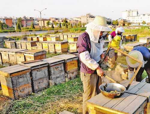 2016養(yǎng)蜂前景及市場價(jià)格行情分析
