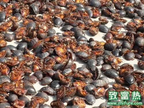 2016養土元賺錢嗎？2016土元養殖前景及市場價格行情分析