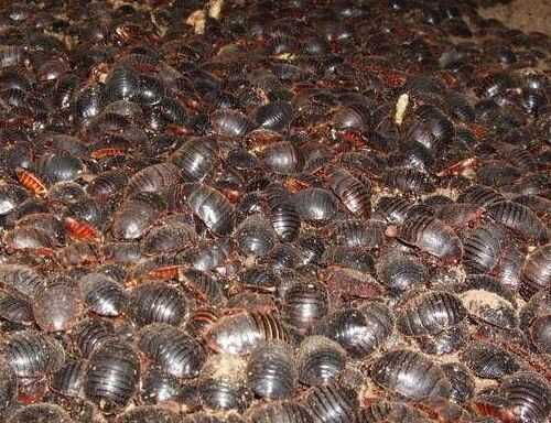 2016養土元賺錢嗎？