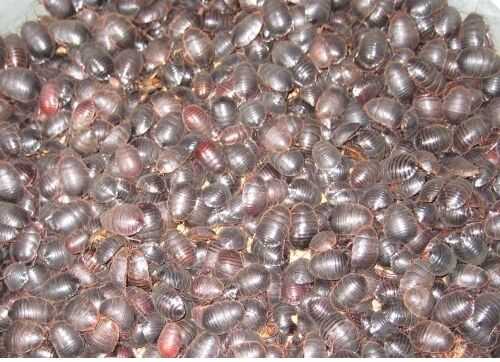 2016土元養殖前景及市場價格行情分析